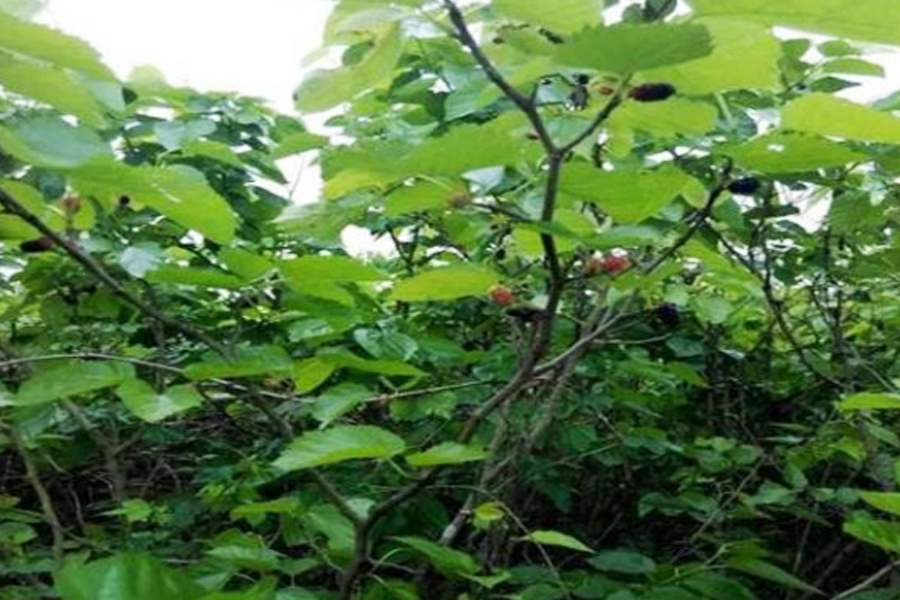 古人修建房屋之时,讲究“前不栽桑,后不栽柳”,到底有何含义?