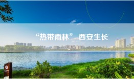 “热带雨林” 西安生长